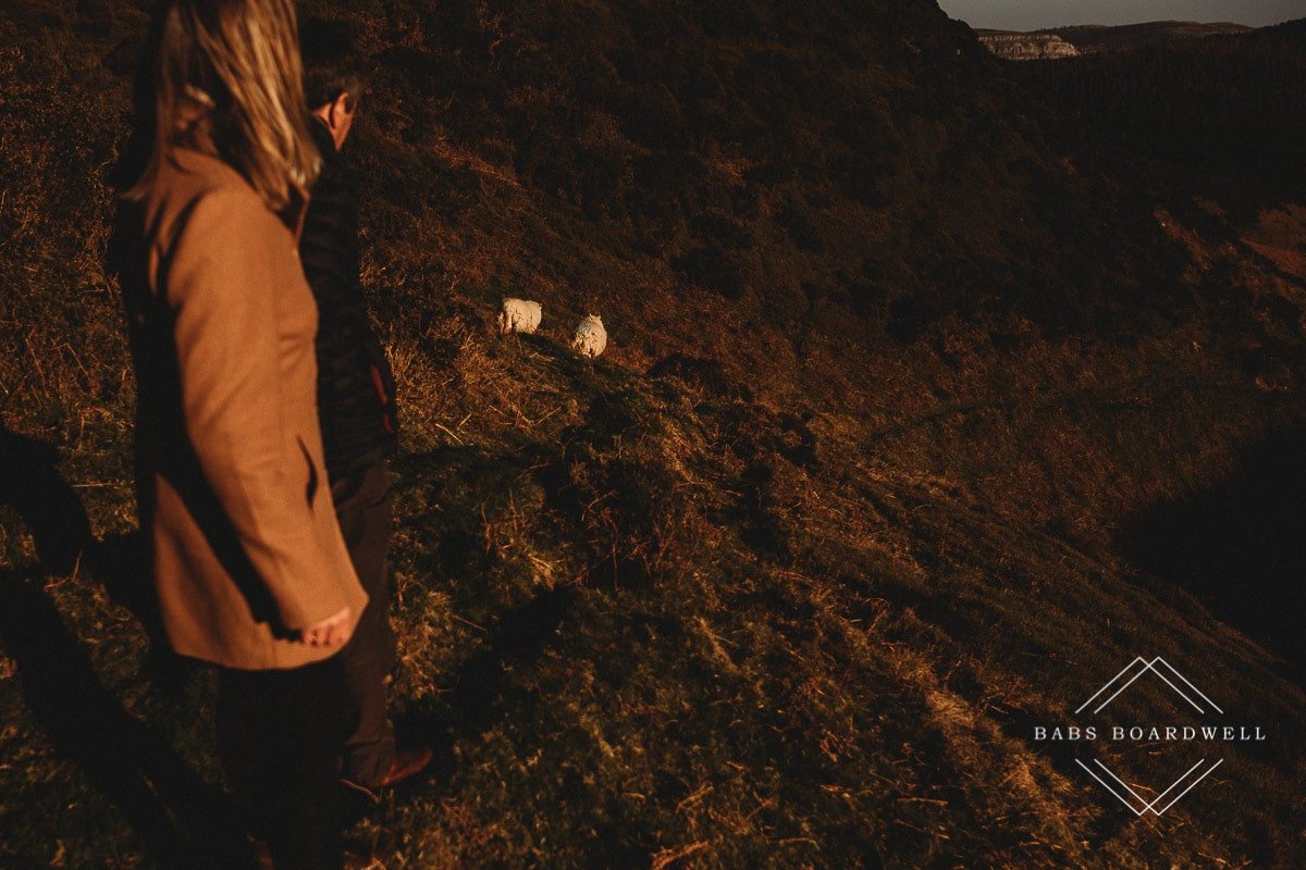 couple holding hands out of focus walking behind 2 sheep on a hill